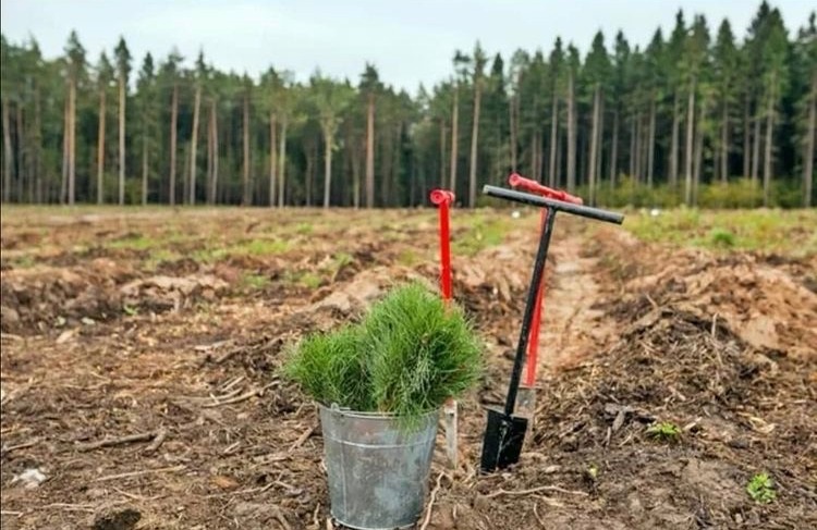 В Нижегородской области высадили 2,6 млн саженцев хвойных деревьев в рамках всероссийской акции «Сохраним лес»