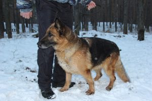 Нижегородцы меньше чем за сутки приютили всех полицейских собак-пенсионеров