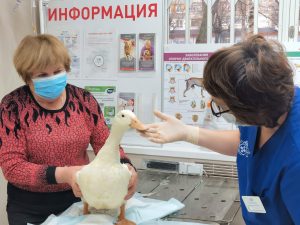 Около 1 500 животных принял первый ветеринарный кабинет Нижегородской области за&nbsp;год