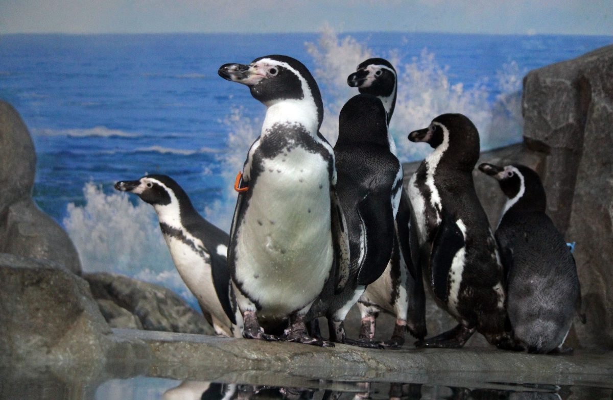 Пингвины Гумбольдта переехали в зоопарк «Лимпопо» Нижнего Новгорода
