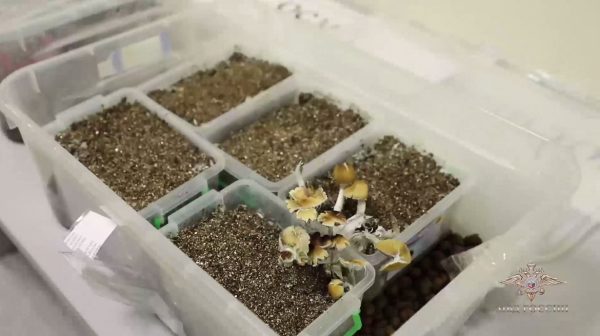 Сотрудник нижегородского вуза вырастил в квартире галлюциногенные грибы