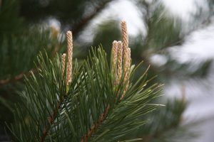 В рамках М‑12 завершено лесовосстановление в Татарстане и Чувашии
