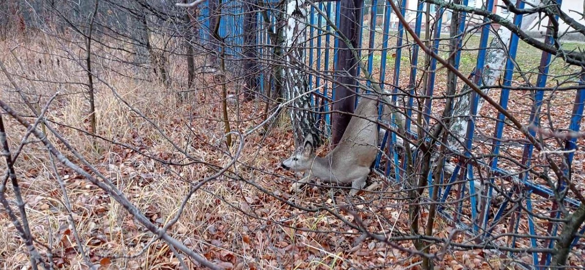 В Шатковском районе сотрудники Госохотнадзора спасли косулю, застрявшую в заборе