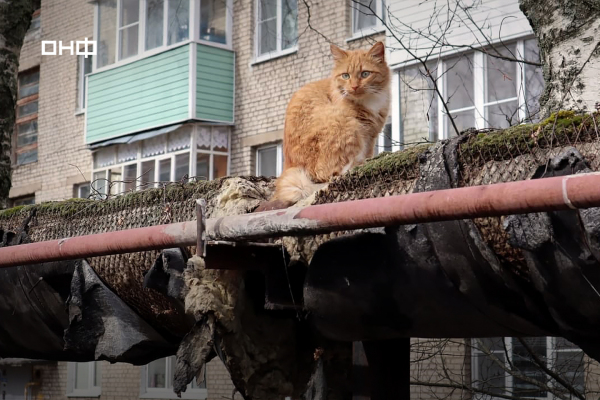 На поврежденных нижегородских теплотрассах зимой смогут согреться более 1,7 тысяч котов