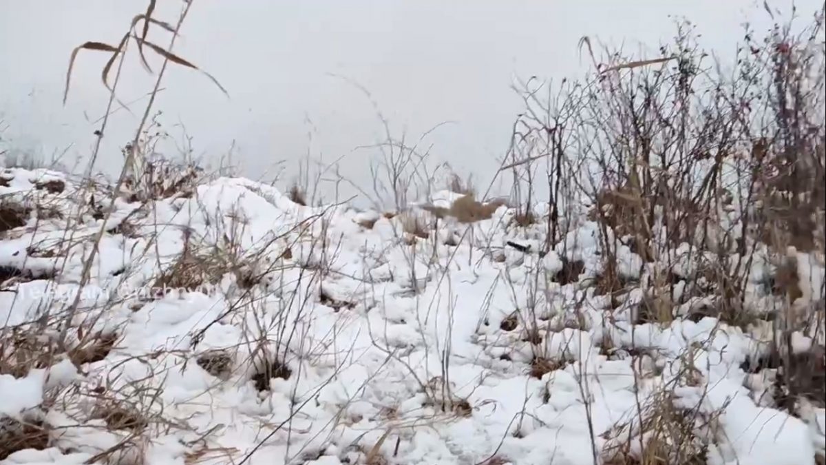 Видео дня: Ласка похитила рыбку в Нижегородской области
