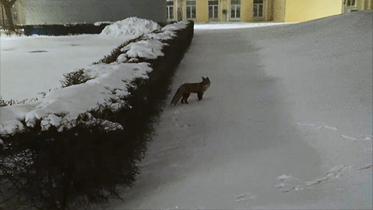 Видео дня: лиса вернулась в Нижегородский кремль