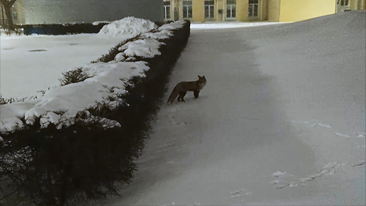 Лиса в Нижегородском Кремле. Лиса в Кремле Нижнего Новгорода. Лисы в Нижегородском Кремле.