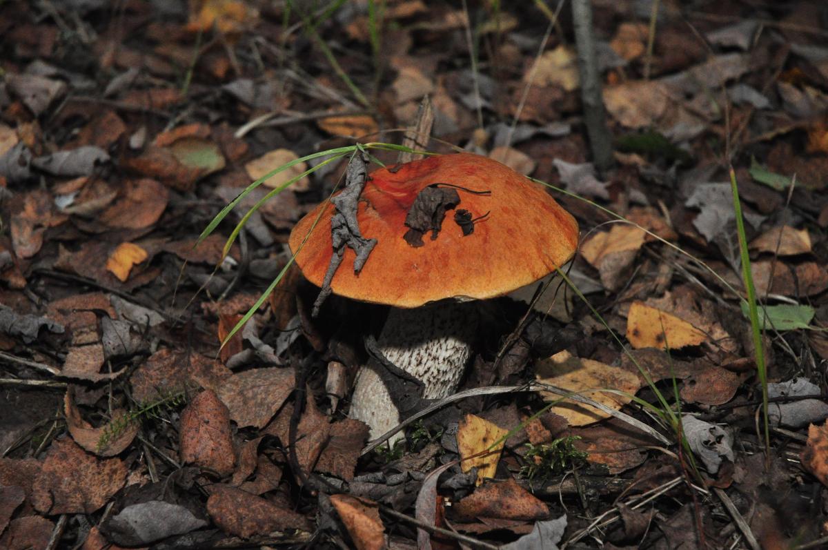 Белые замороженные грибы с ртутью обнаружили в Нижегородской области