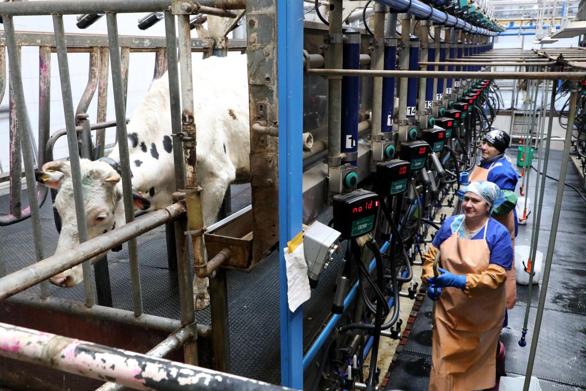 Производство молока увеличилось в Нижегородской области за 9 месяцев года