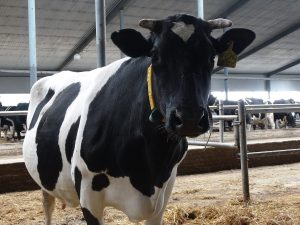 Почти 140 млн рублей субсидий направлено на&nbsp;развитие фермерства Нижегородской области