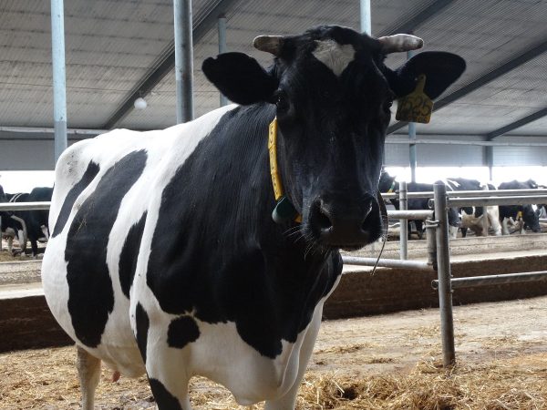 Почти 140 млн рублей субсидий направлено на&nbsp;развитие фермерства Нижегородской области