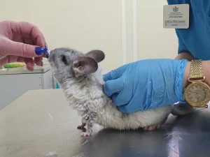 Еще один государственный ветеринарный кабинет открылся в&nbsp;Нижегородской области