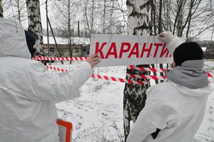 Нижегородские ветеринары за год ликвидировали 18 вспышек африканской чумы свиней