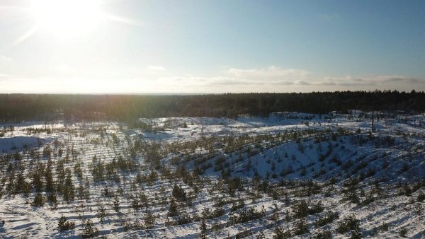 >В 2021 году в Нижегородской области восстановлено 13,8 тысячи гектаров леса