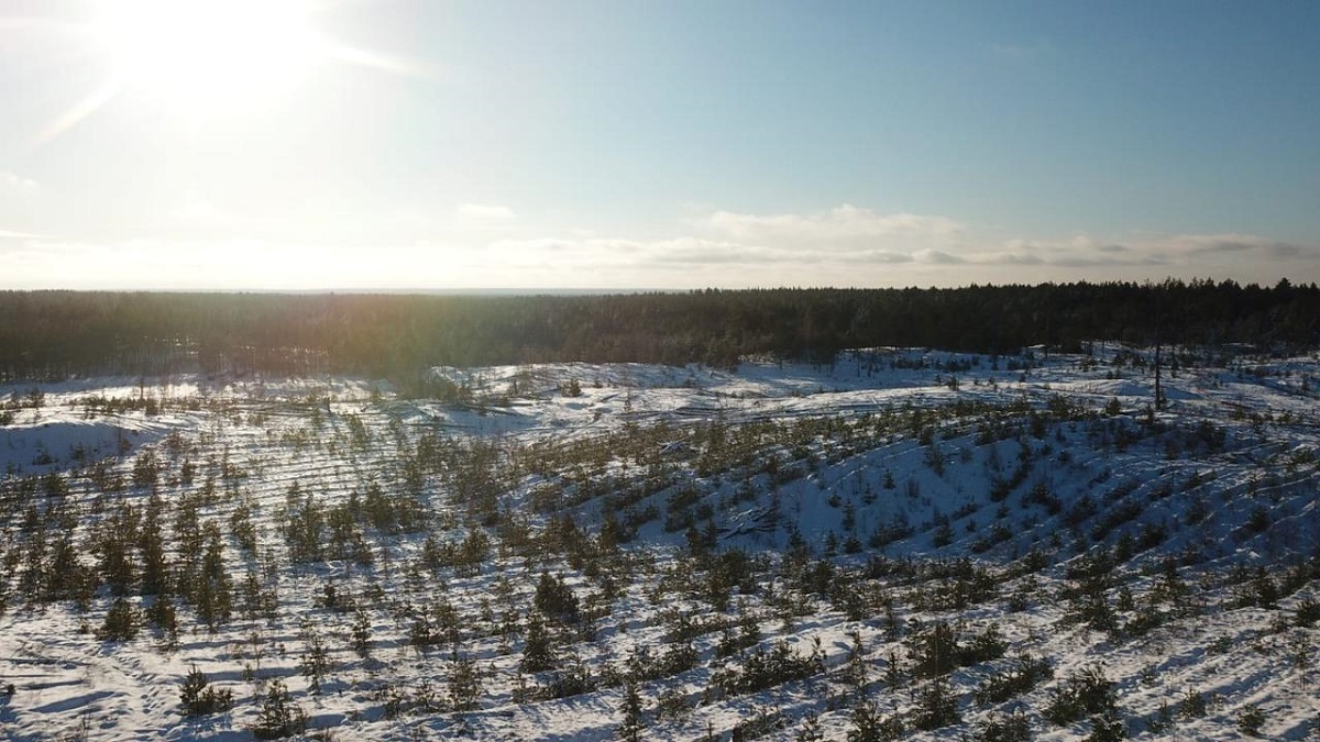 В 2021 году в Нижегородской области восстановлено 13,8 тысячи гектаров леса