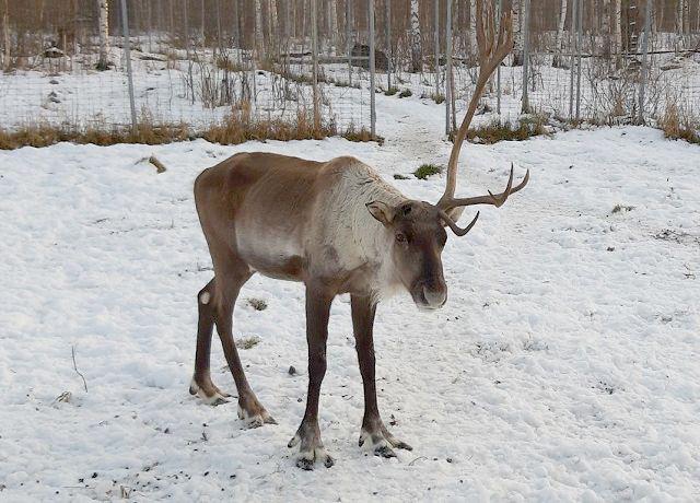 Северные олени в Керженском заповеднике начали сбрасывать рога