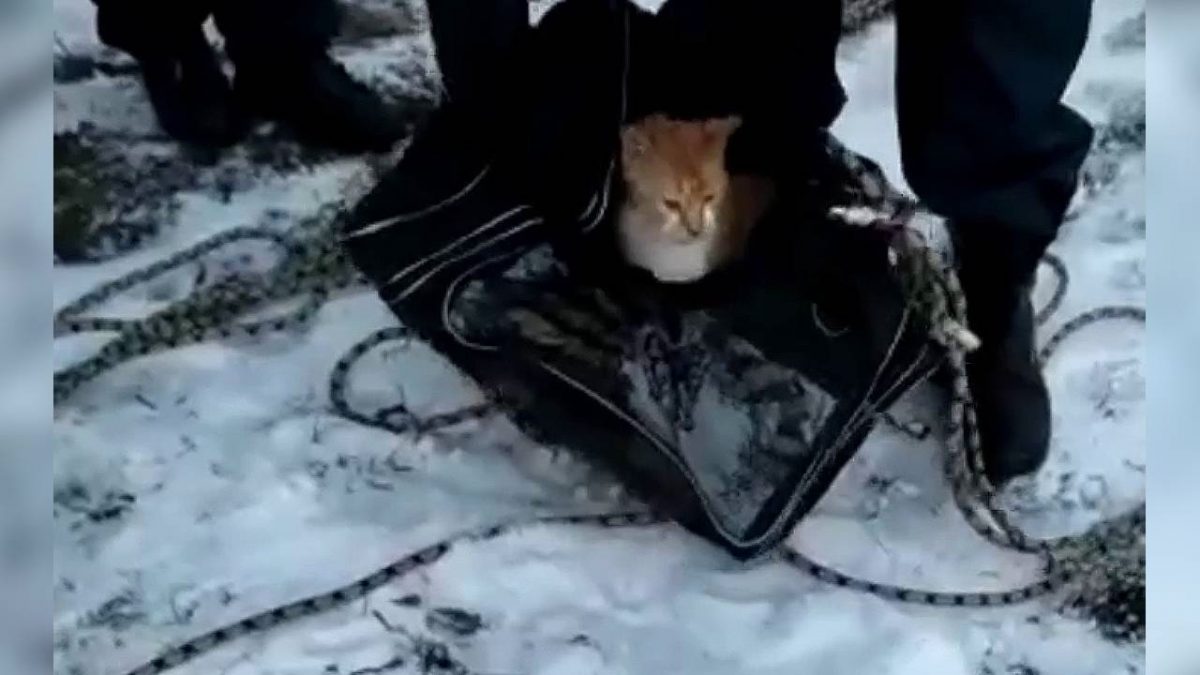 Сотрудники МЧС достали котика из колодца в Арзамасе