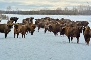 Подведены итоги реализации экологических проектов в 2021&nbsp;году
