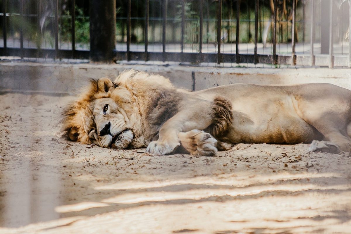 Лев Ричард, перевезенный из «Мишутки», умер в балахнинском зоопарке