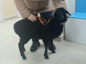 Новый государственный веткабинет начал работать в&nbsp;поселке Ждановский Кстовского района