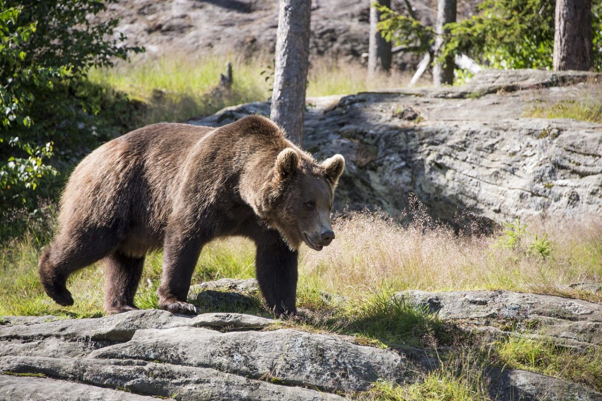 В Нижегородской области закрыт сезон охоты на медведя
