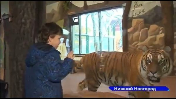 >Видео дня: нижегородский зоопарк «Лимпопо» исполнил мечту ребенка