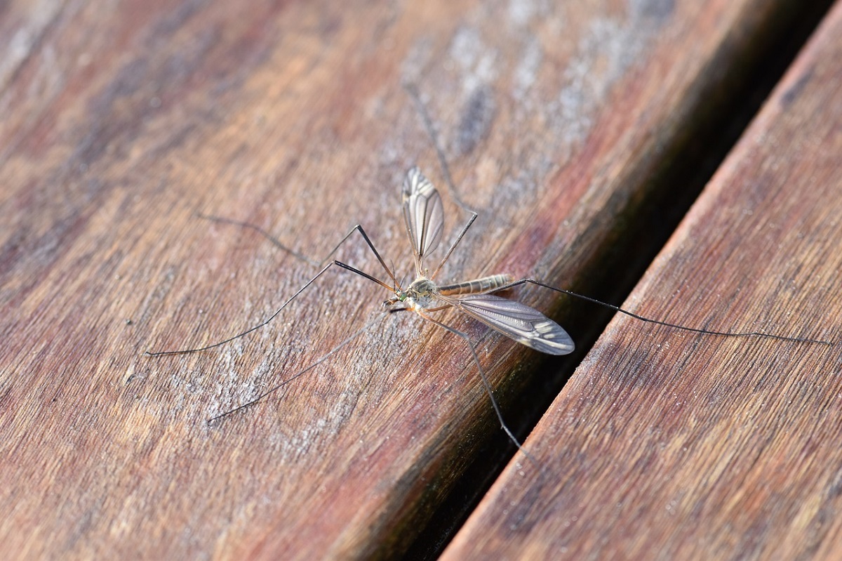 Жильцы многоквартирного дома на Автозаводе страдают от нашествия комаров