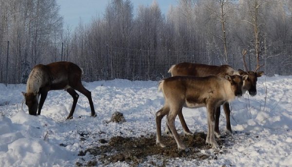 Северные олени в Керженском заповеднике продолжают сбрасывать рога