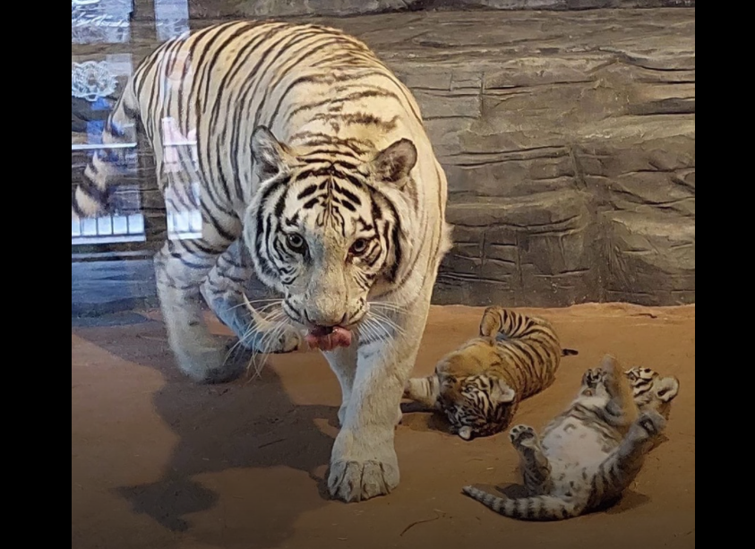 Взрослые бенгальские тигры стали родителями впервые