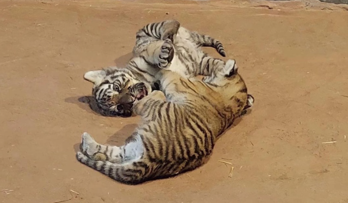 Два бенгальских тигренка появились на свет в зоопарке «Лимпопо»
