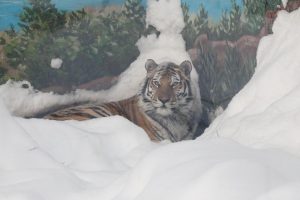 Год Тигра