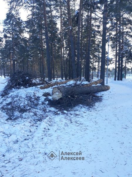 >Застройка парка «Утиное озеро» в Дзержинске после ликвидации аварийных деревьев не планируется