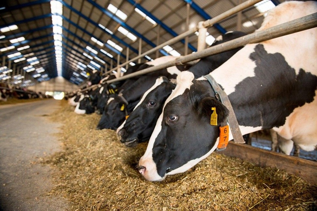 В Нижегородской области определили 10 предприятий-лидеров по производству молока в 2021 году