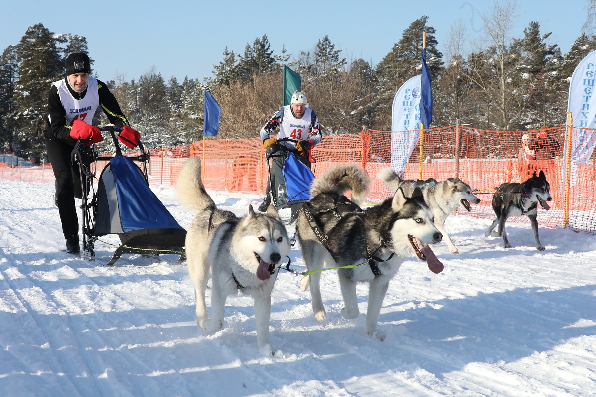 Зимние гонки на собачьих упряжках прошли в Володарском районе