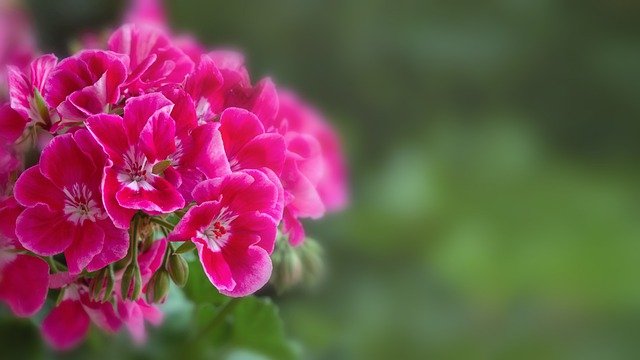 Пять домашних растений опасных для питомцев