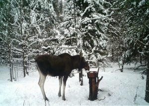 Четыре уголовных дела о незаконной охоте на лосей возбуждено в Лысковском районе