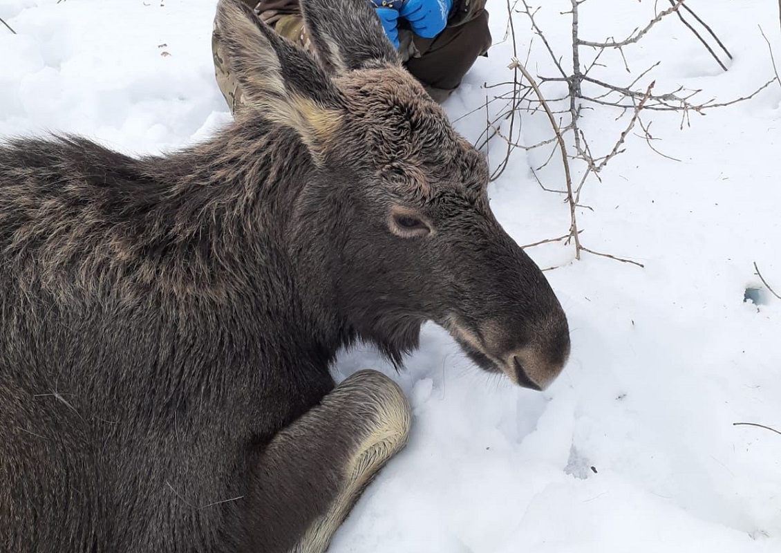 Семью лосей, провалившихся под лед, спасли в Лысковском районе
