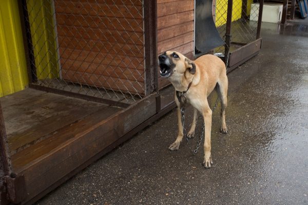 В Госдуме поддержали предложения «Единой России» по защите людей от бродячих собак