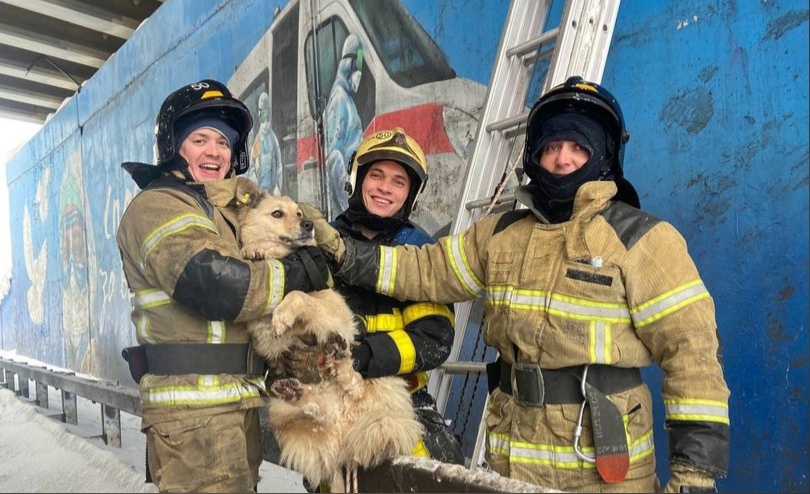 Опубликовано видео спасения собаки с опоры виадука в Нижнем Новгороде