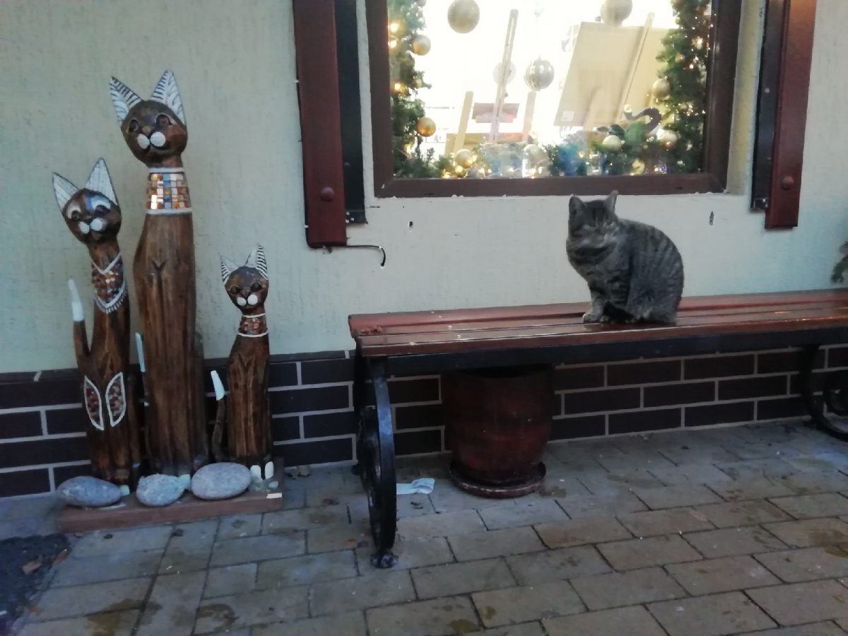 Зеленоградск считает себя столицей котов (их здесь очень много - и живых, и фигурок!), хотя символ города – рыбка камбала