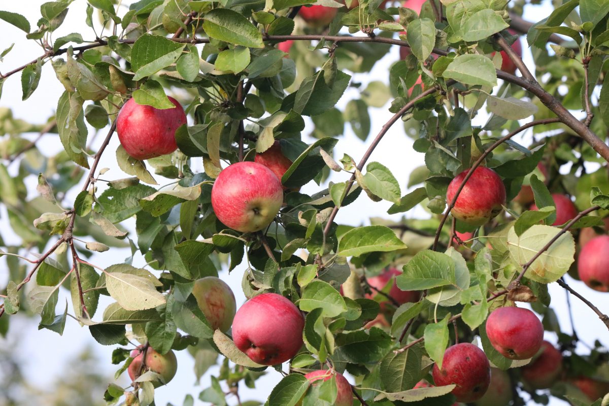 Диетолог рассказала о пользе яблок и последствиях их чрезмерного употребления