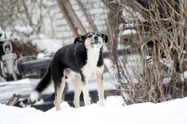 Бешенство выявили у домашней собаки в Богородском районе