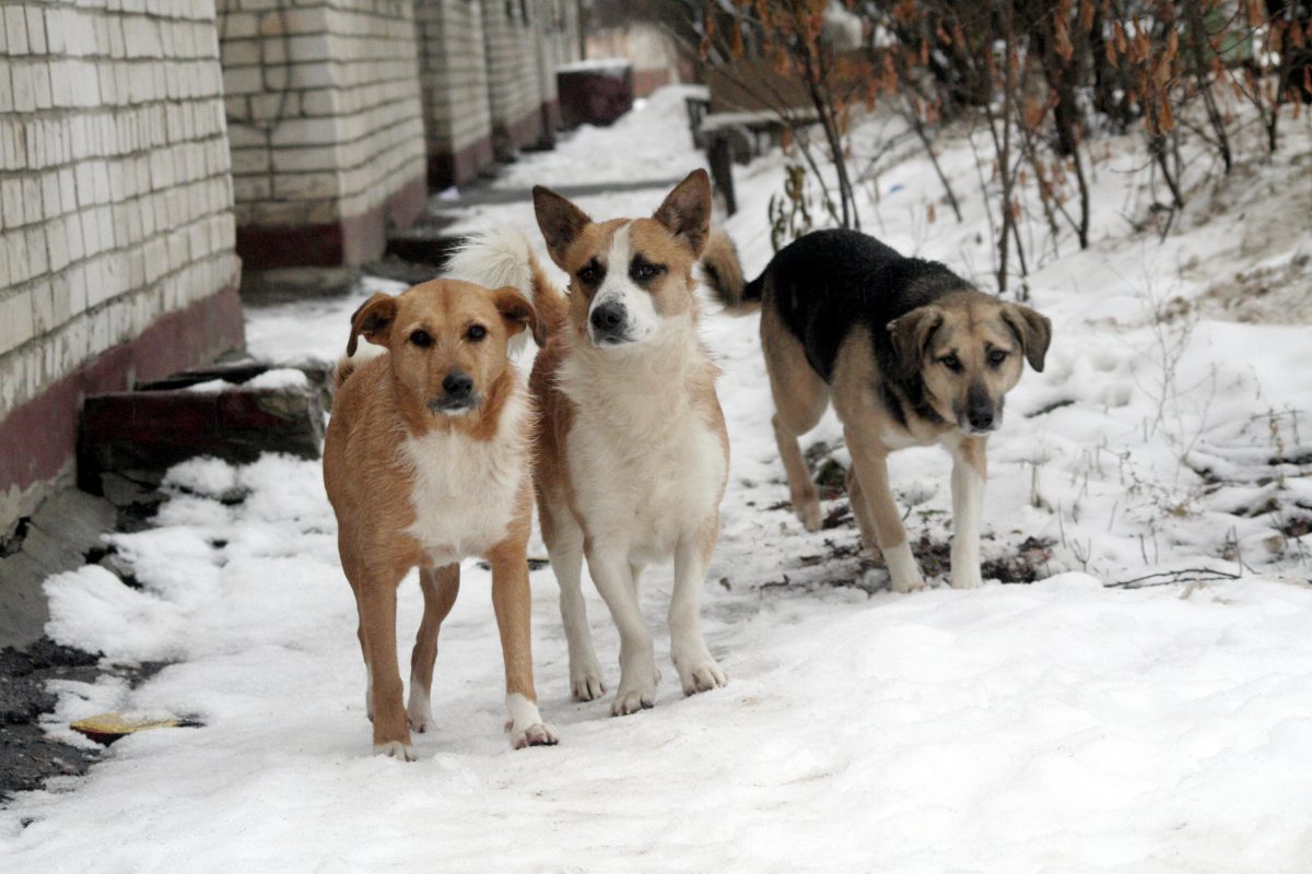 Депутат Госдумы предложил выдавать правоохранителям и работникам ЖКХ отпугиватели собак