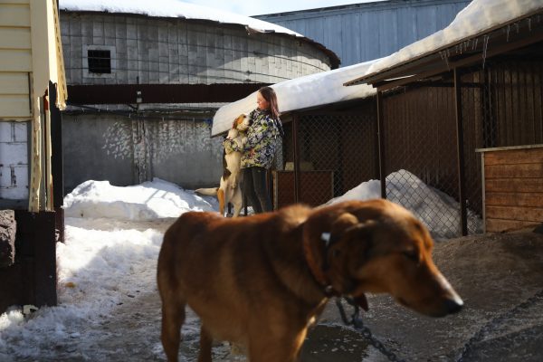 Нижегородцы обсуждают, что делать с агрессивными бездомными псами