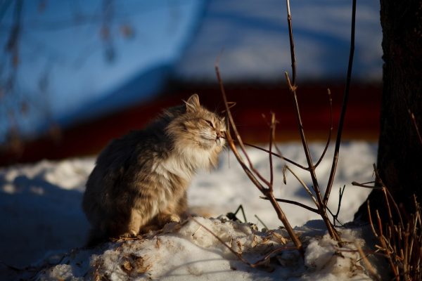 Нижегородка Юлия Филиппова выучила кошачий язык, чтобы фотографировать котов