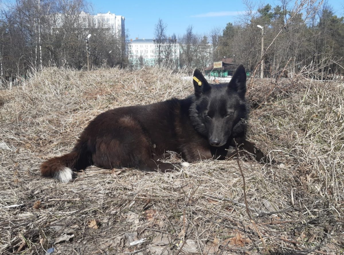 Как в Дзержинске решают проблему бездомных собак
