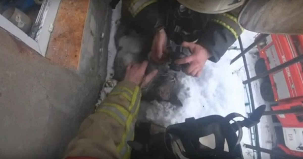 Спасатели вернули к жизни котёнка, потерявшего сознание на пожаре в Богородске