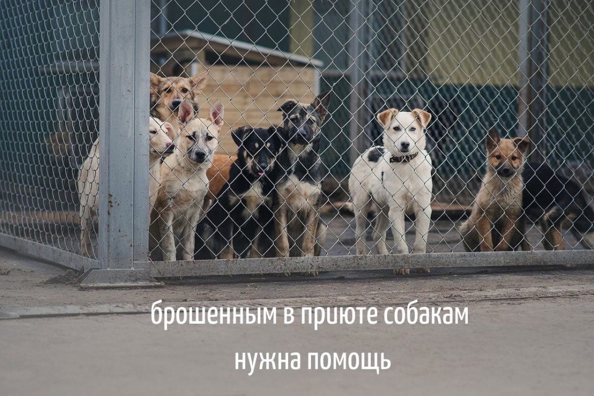 Нижегородский фонд «Сострадание НН» перевел собак с гречки на геркулес из-за резкого роста цен