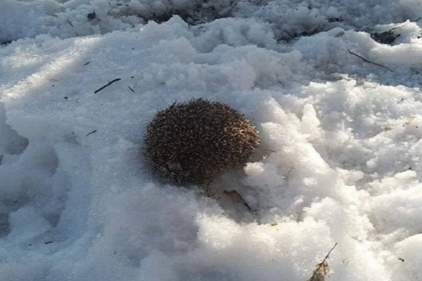 Из-за теплой зимы в Нижегородской области проснулись ежики