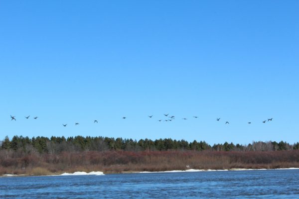 Сезон охоты на пернатую дичь в Нижегородской области начнется 1 апреля